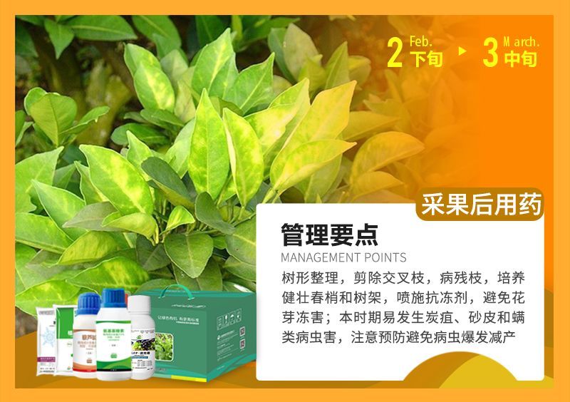 樹形整理，剪除交叉枝，病殘枝，培養健壯春梢和樹架，噴施抗凍劑，避免花芽凍害;本時期易發生炭疽、砂皮和端類病蟲害，注意預防避免病蟲爆發減產 