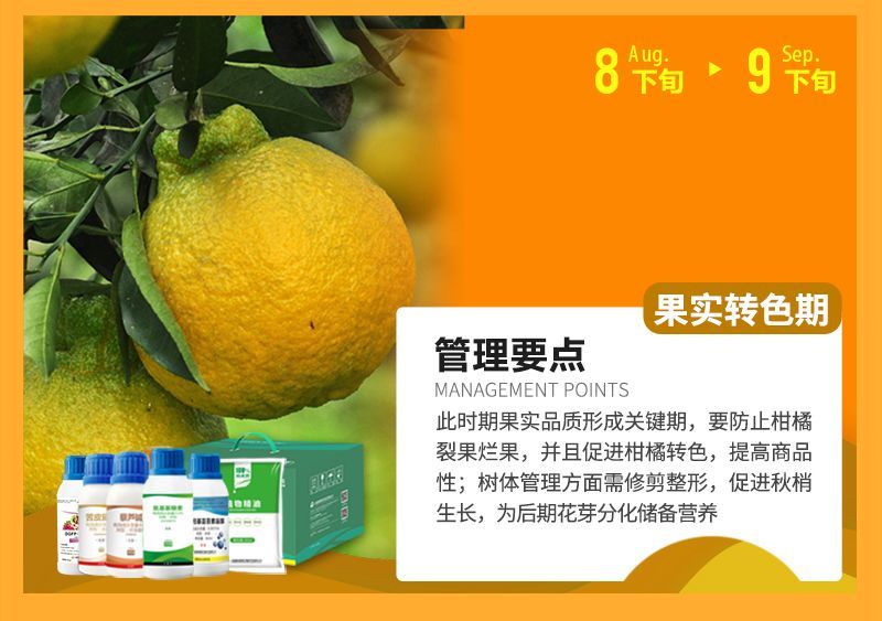 此時(shí)期果實(shí)品質(zhì)形成關(guān)鍵期，要防止柑橘裂果爛果，并且促進(jìn)柑橘轉(zhuǎn)色，提高商品性;樹體管理方面需修剪整形，促進(jìn)秋梢生長(zhǎng)，為后期花芽分化儲(chǔ)備營(yíng)養(yǎng)