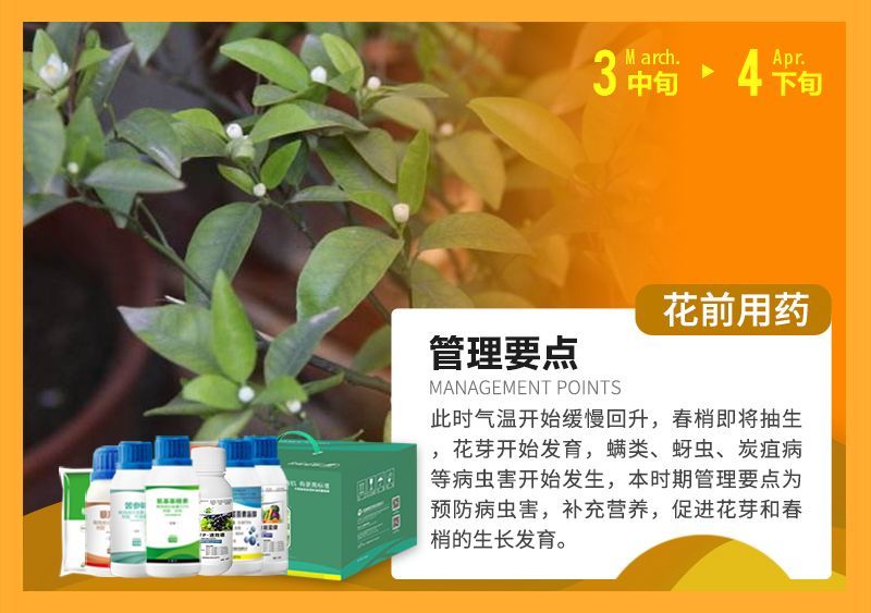 此時氣溫開始緩慢回升，春梢即將抽生花芽開始發育，蠕類、蚜蟲、炭疽病等病蟲害開始發生，本時期管理要點為預防病蟲害，補充營養，促進花芽和春梢的生長發育。