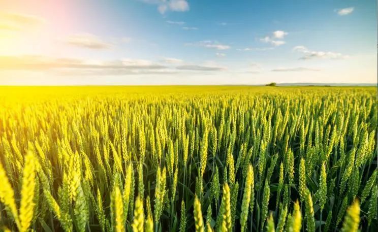 小麥拌種選新朝陽天然蕓苔素,讓小麥高產贏在起跑線上!(小麥在什么時候用蕓苔素效果最佳)