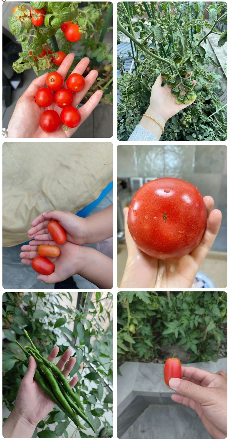 朝陽農藝師系列活動 | “零”農殘瓜果自己種,豐收喜報!