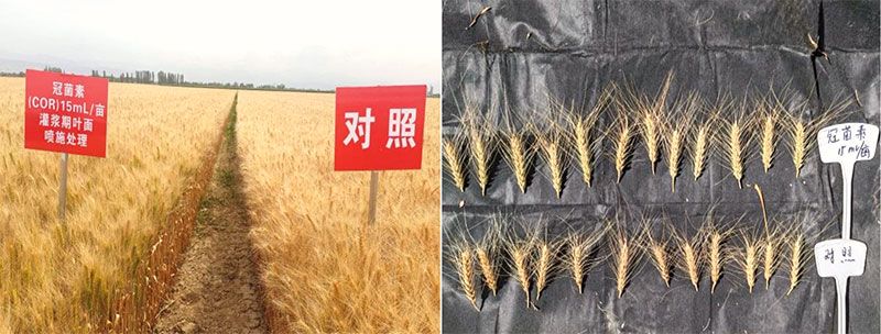 新型生物調節劑冠菌素助力新疆農業再添新動能